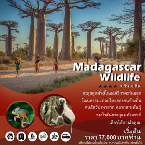 holidaysplayful, ทัวร์ไฟไหม้ เที่ยวไทย เที่ยวทั่วโลก เกาหลี ญี่ปุ่น ฮ่องกง สิงคโปร์ จีน, แพ็คเกจทัวร์มาดากัสการ์ Madagascar Wildlife